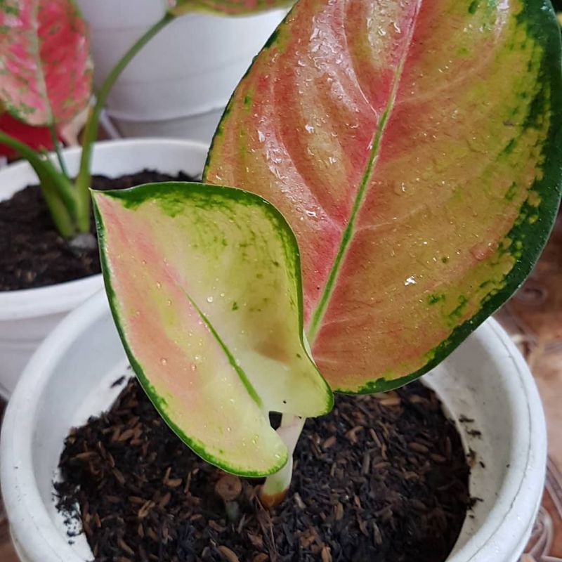 New Promo tanaman hias baby Aglonema sultan brunai Murah