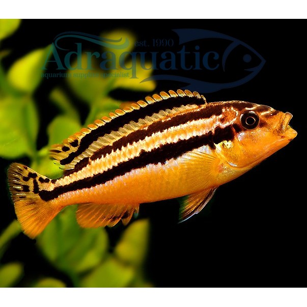 IKAN HIAS NIASA AURATUS CICHLID GOLDEN MBUNA AIR TAWAR AQUARIUM