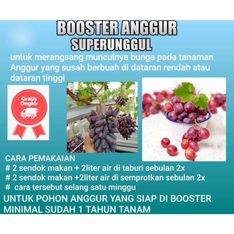 Pupuk Booster Bibit Anggur Untuk Membantu agar cepat berbuah dan melebatkan buah