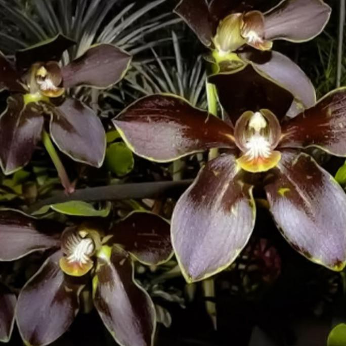 Anggrek Grammatophyllum Martae dewasa