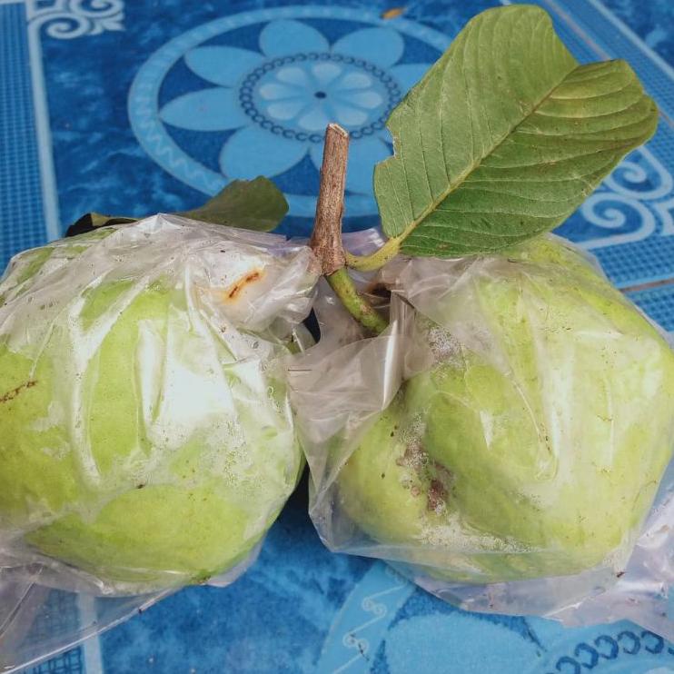 

ㅁ Jambu Kristal Sunpride Tanpa Biji 1kg Bisa Untuk Rujak Buah Jambu Cristal Jember ➞