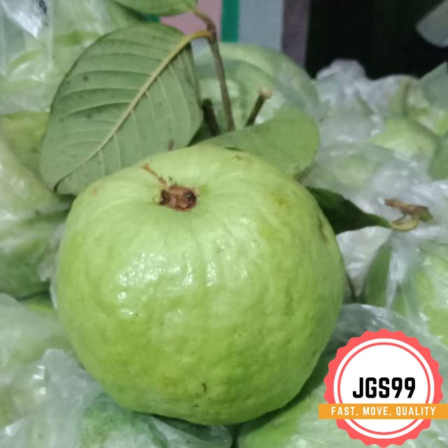 

JAMBU KRISTAL FRESH PETIK KEBUN KUALITAS SUNPRIDE