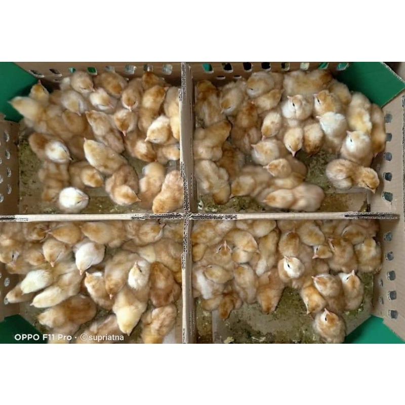 DOC anak ayam petelur layer "pengiriman hanya menggunakan Grab/Go-Jek/Shopee ekspres" (kiriman daera