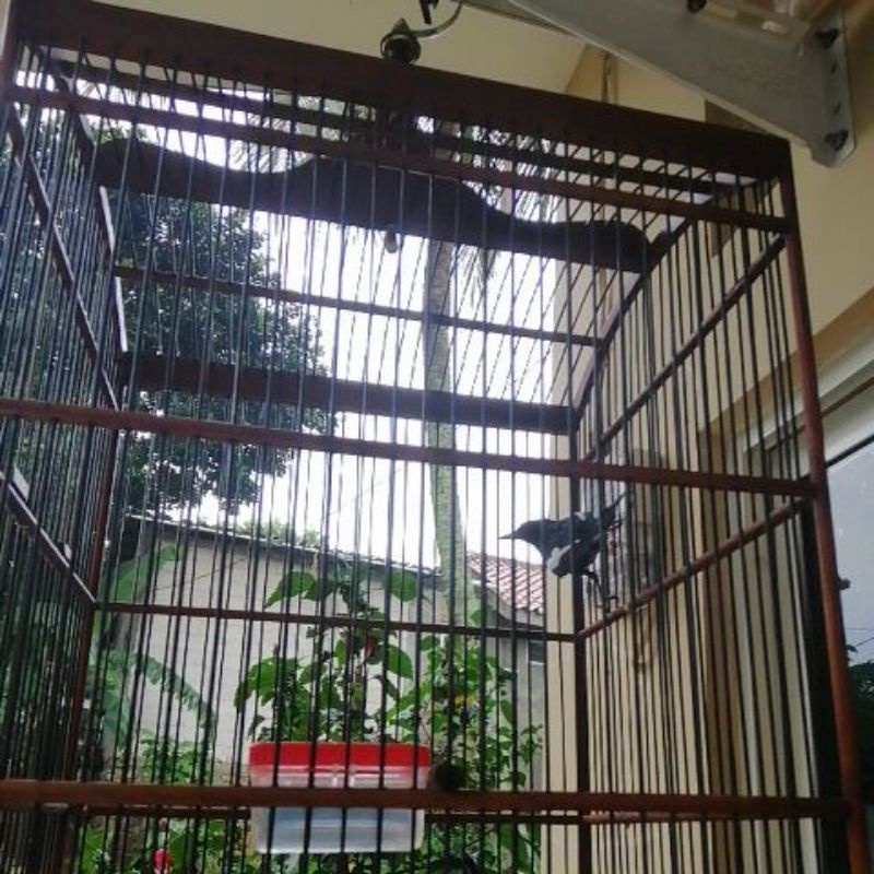 Burung Kacer Rawatan Dada Hitam