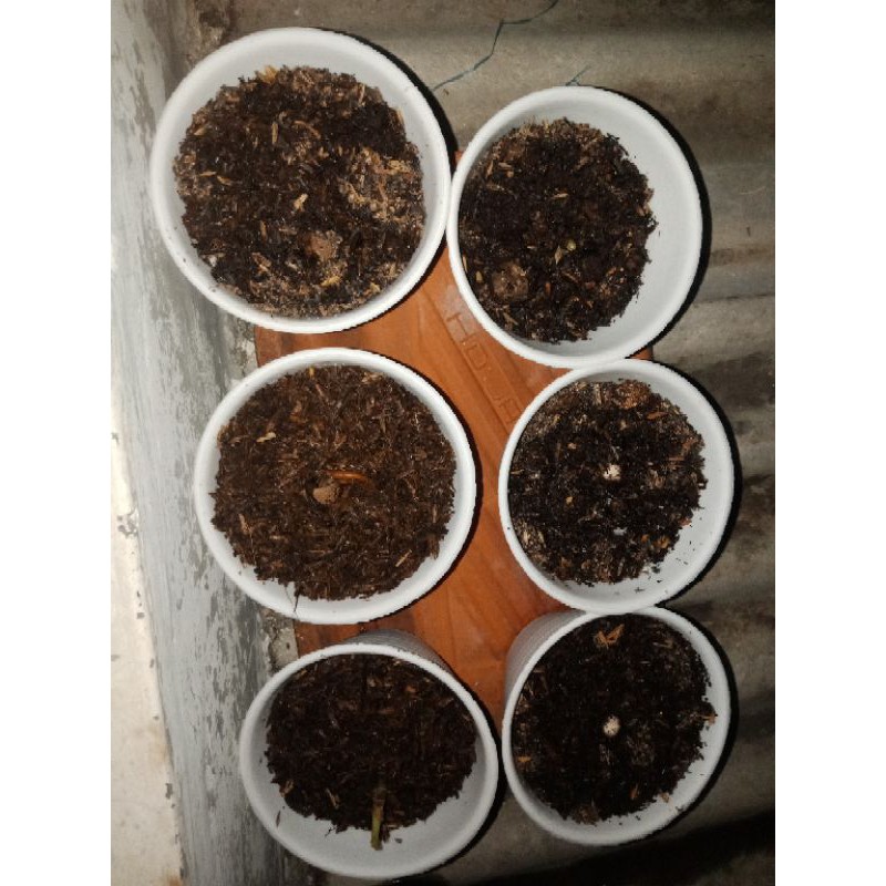 paket 3 jenis aglaonema2 widuri, 2reanita dan 1bonggol soksom