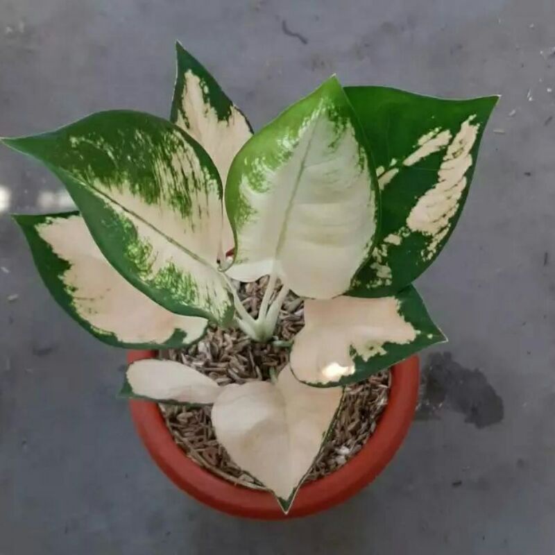 aglonema escada anakan aglobema escada/baby kocin escada