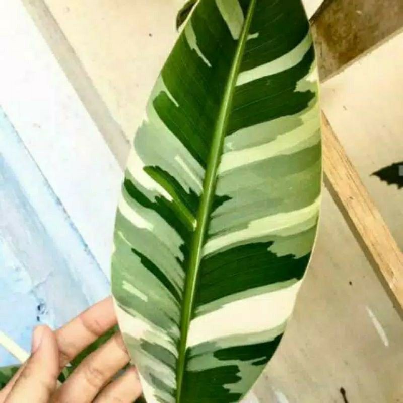 Bonggol benih pisang varigata asli