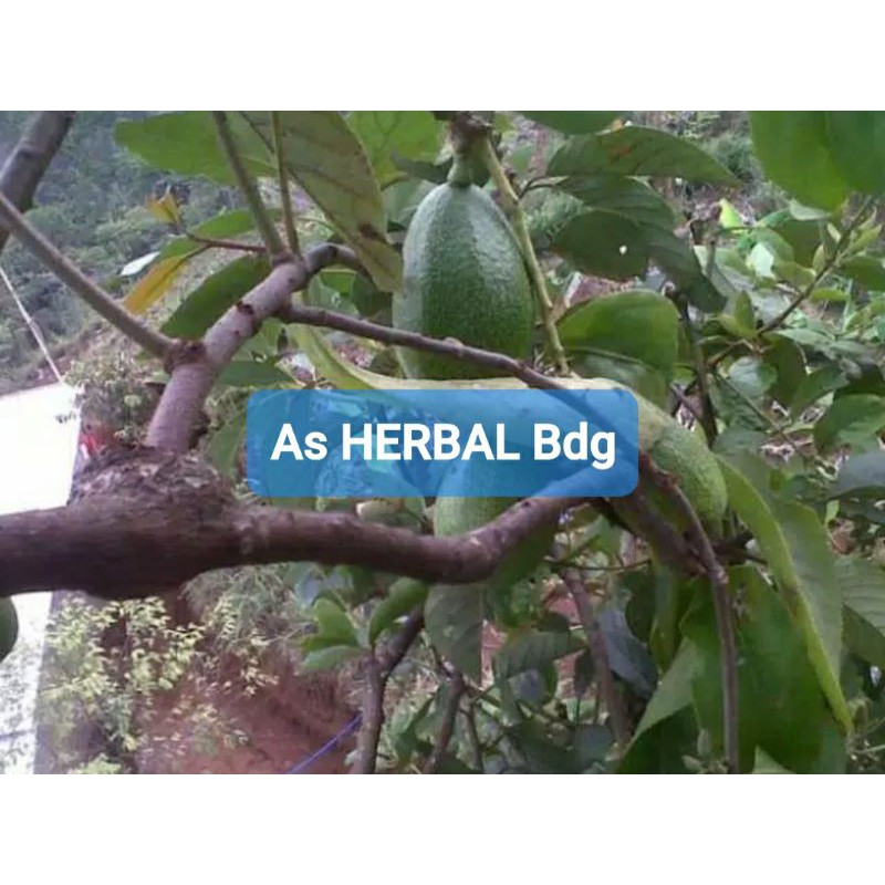 

Paket 500 gram benalu alpukat asli 500 gram Fresh-az