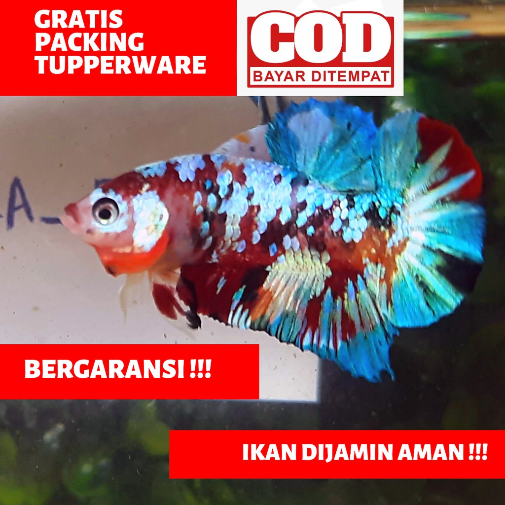 Cupang Koi / Nemo Galaxy Multicolor /  galaksi Multicolour / Jantan / Betina TOP GRADE REAL PIC