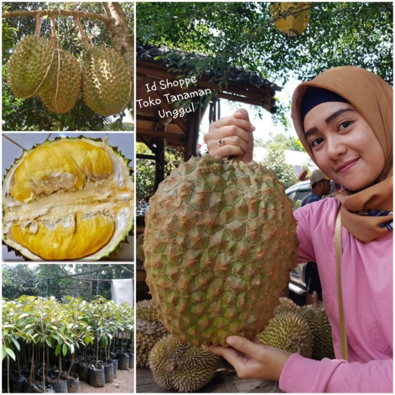 Bibit Durian Bawor Super Jumbo Besar Rimbun