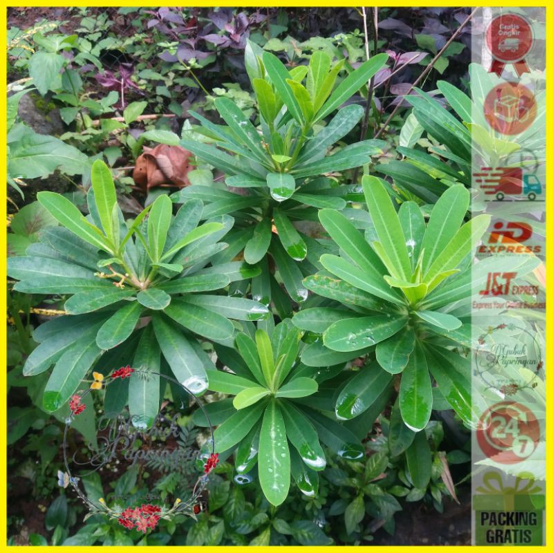 [200g] stek tanaman herbal obat diare malangan / jarak betadin