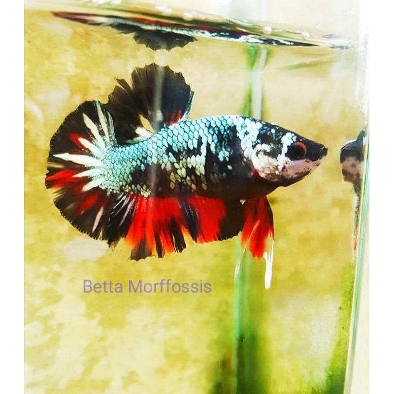 Avatar koi cooper/TOP GRADE/MALE(siap pijah)