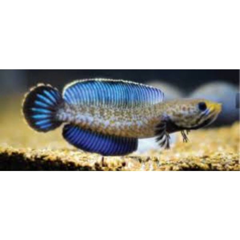 channa andrao ukuran 10-13 cm bergaransi hidup