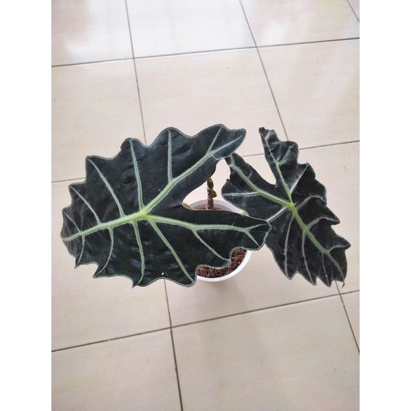 alokasia parasol