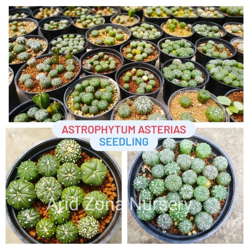 ASTROPHYTUM ASTERIAS || ASTRO KABUTO || KAKTUS PREMIUM || OWNROOT DARI BIJI