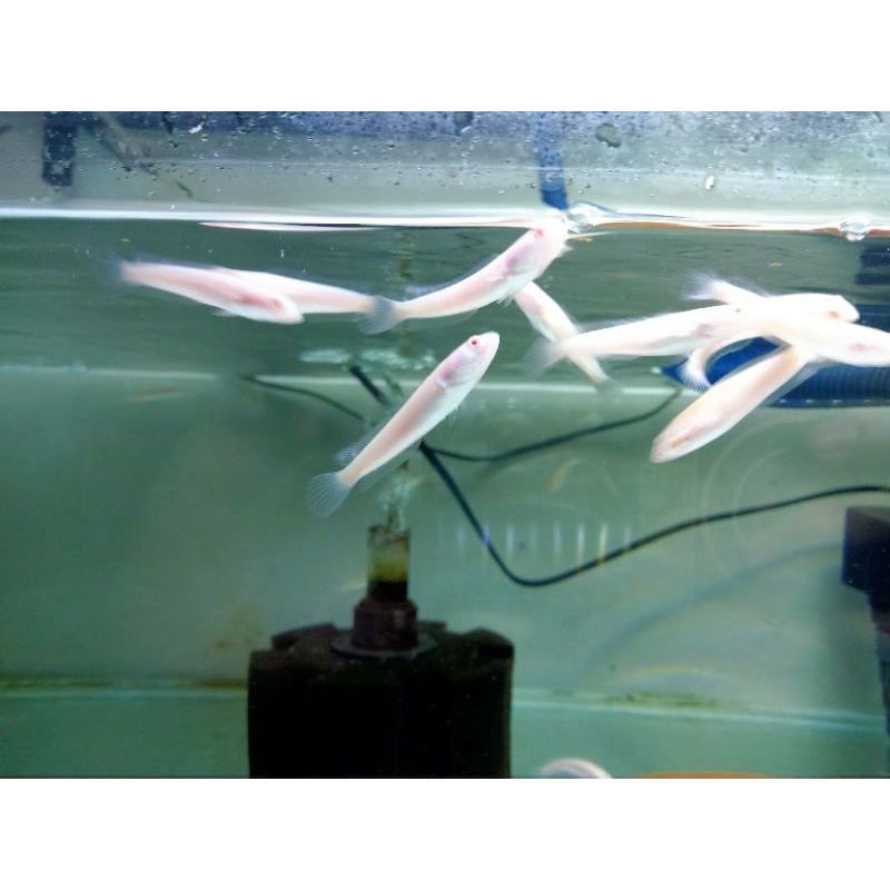 mainan striata albino Thailand baby (ekor lurus)