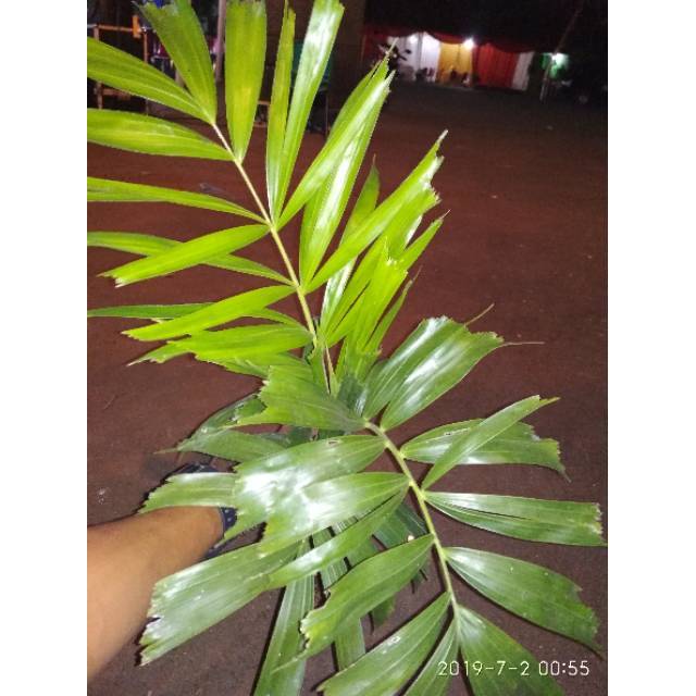 Tanaman hias pohon palem ekor tupai bibit pohon palem ekor tupai