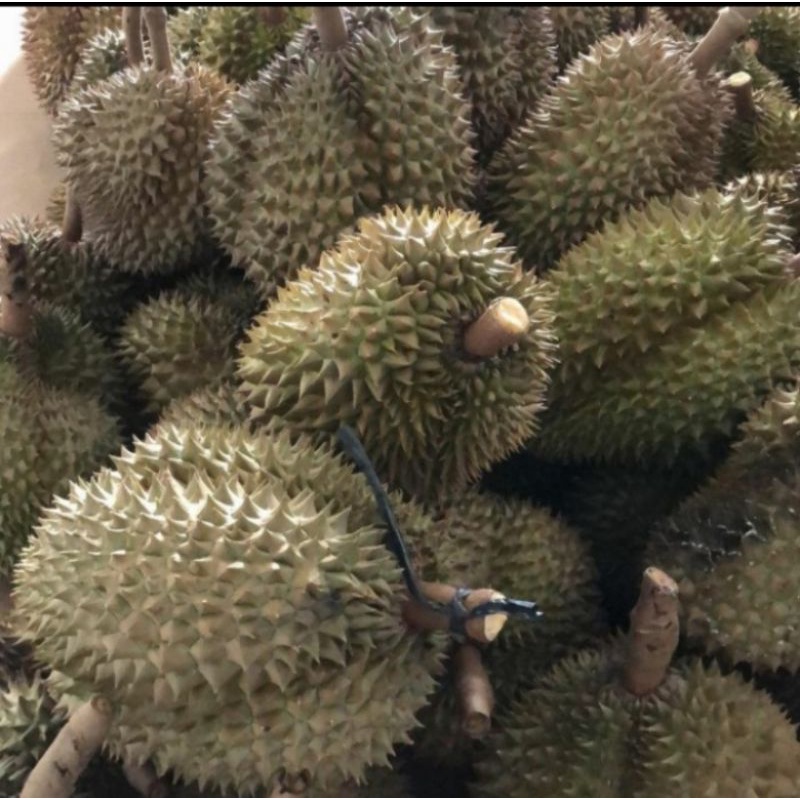 

Durian Palembang Asli