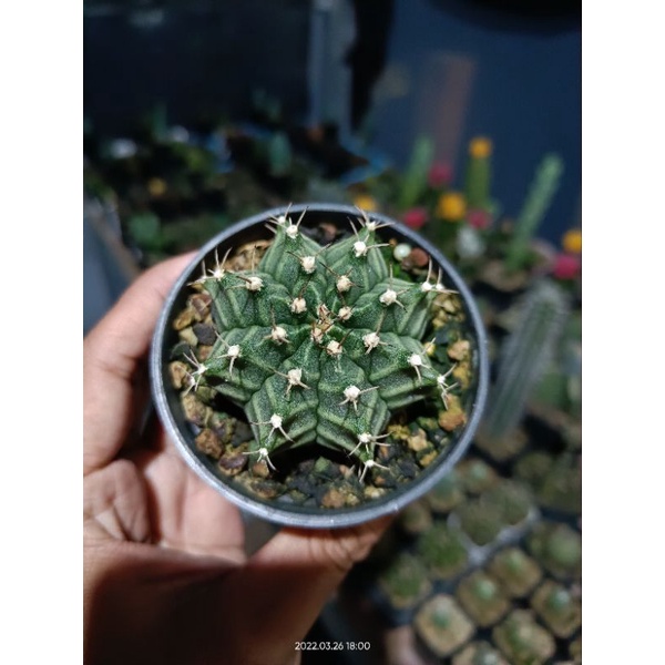 Kaktus Gymnocalycium Mihanovichi Hybrid