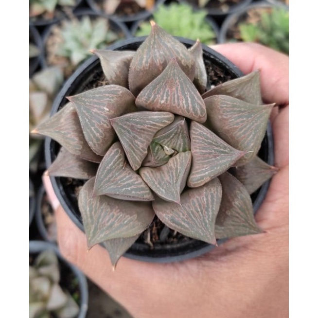 Haworthia Hybrid