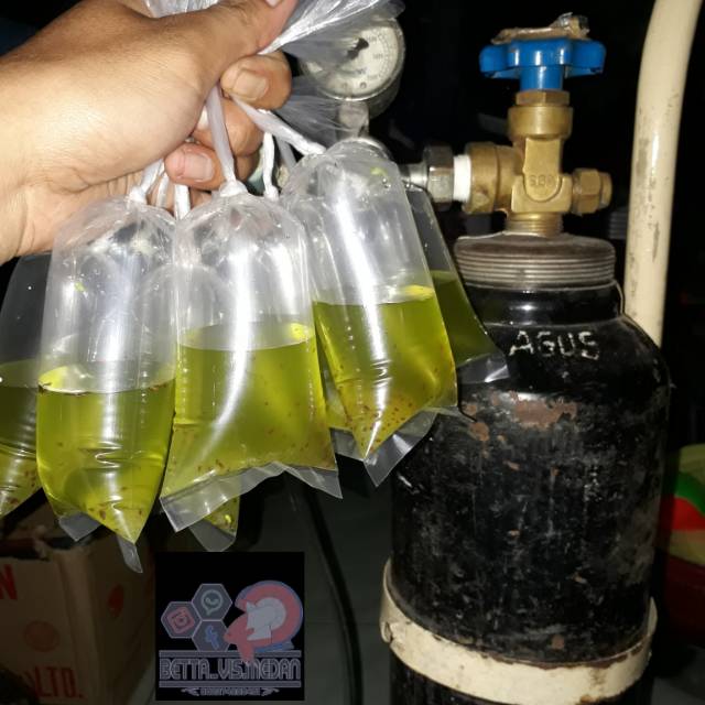 Paket Kultur Daphnia Magna Shopee Indonesia