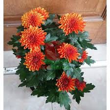 KRISAN ASTER ORANGE GRADE 1 COD MURAH TANAMAN HIDUP, TANAMAN HIAS