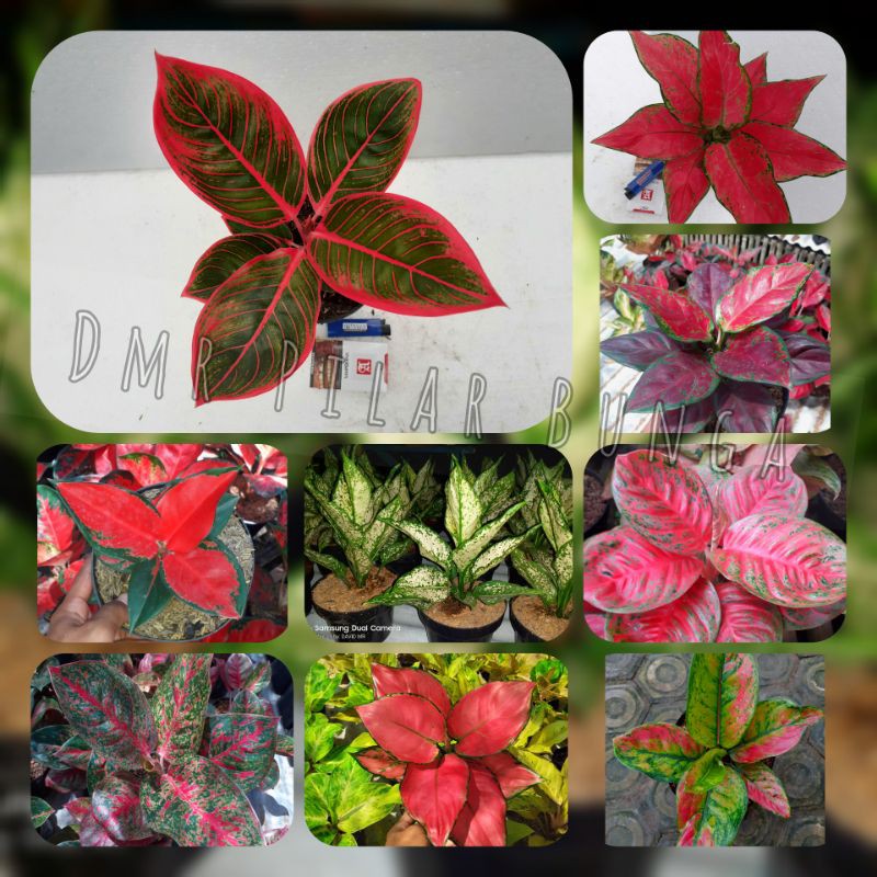 aglonema murah meriah