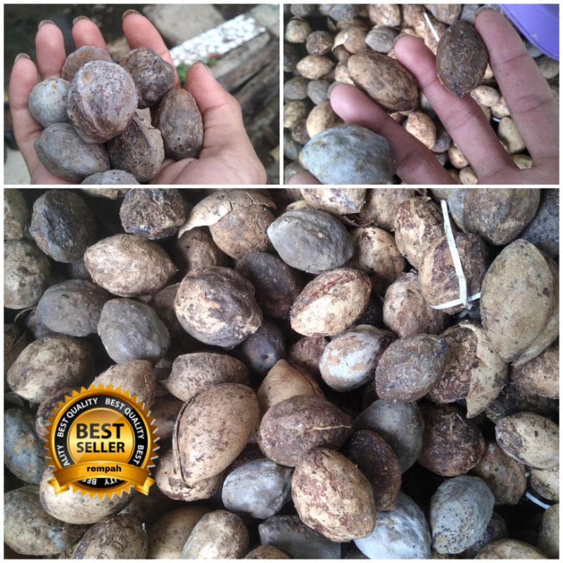 

Kemiri utuh /1KG - Muncang kemiri Asli Garut jenis aduan