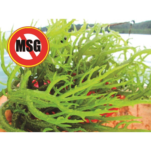 

Bumbu Tabur Seaweed Mix BBQ Non MSG 1 Kg Jual Bubuk Tabur Rumput Laut Mix Barbeuqe Murah Enak GAFI