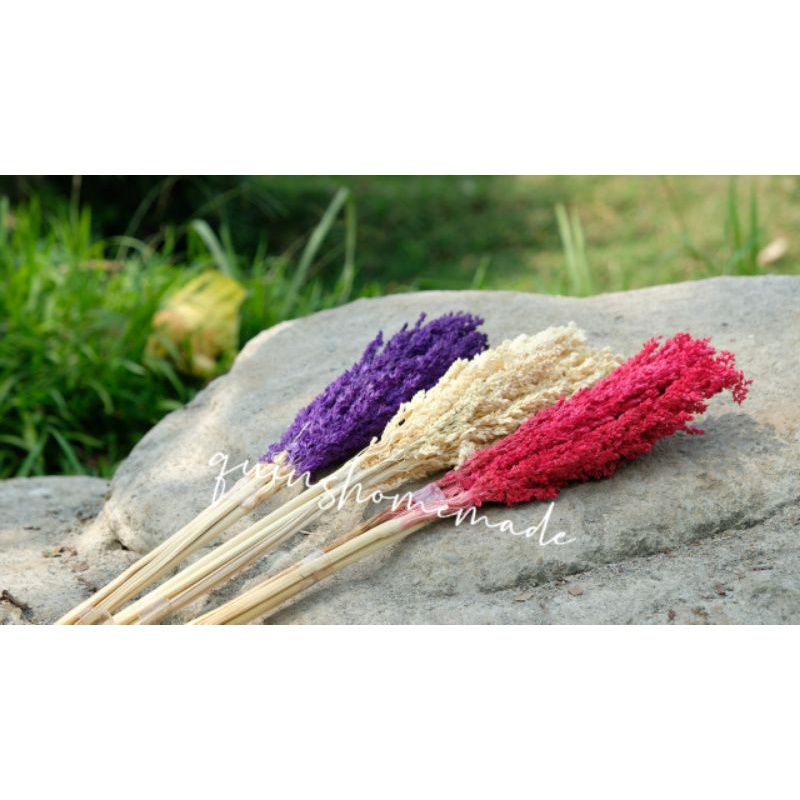 ( 3 batang )Bunga kering CANTEL / chantel /jagung/ kantil / sorgum lokal dried flower bleaching