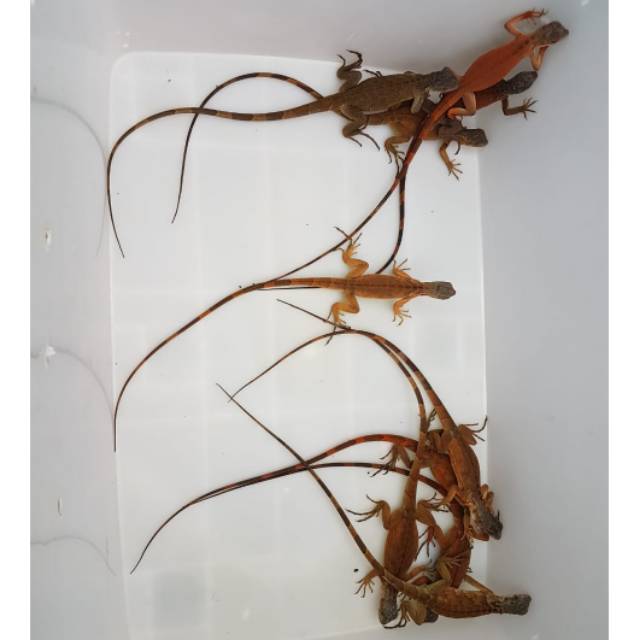 iguana super red juve