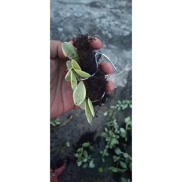 Dischidia cascade / Dischidia ointha variegata (Philippine)