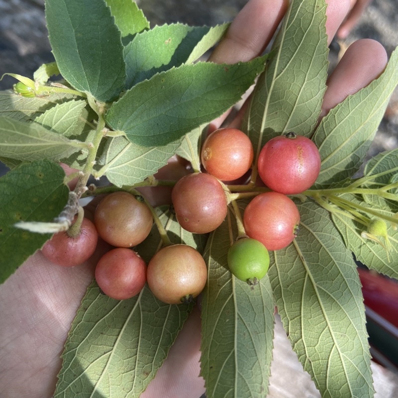 Jual Buah Kersen Buah Talok Hijau Gr Gr Shopee Indonesia