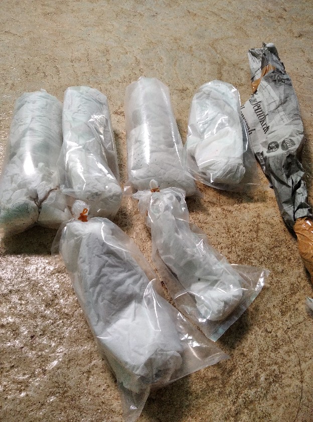 Alocasia Silver Sp Sumut