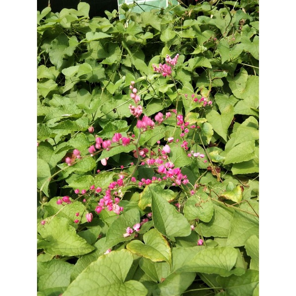 biji benih bunga air mata pengantin