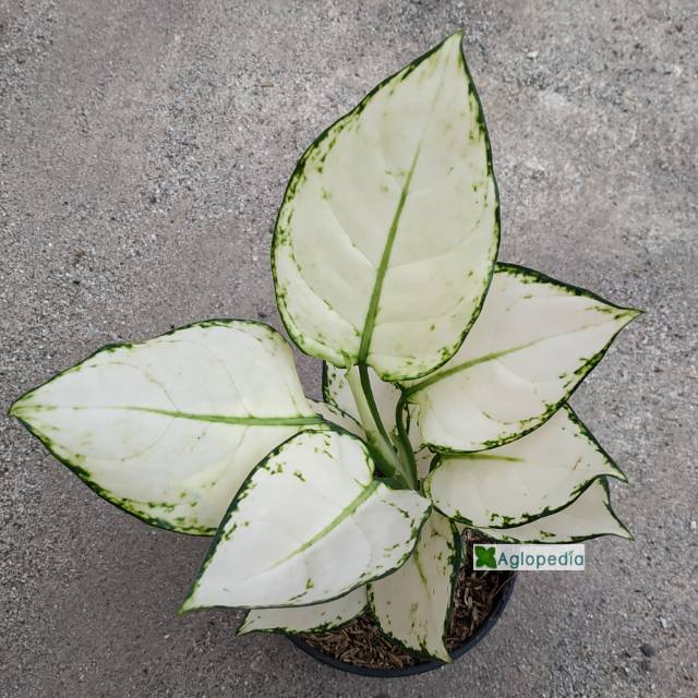  Aglonema  Super  White  Uk Besar SUPERWHITE Aglopedia 