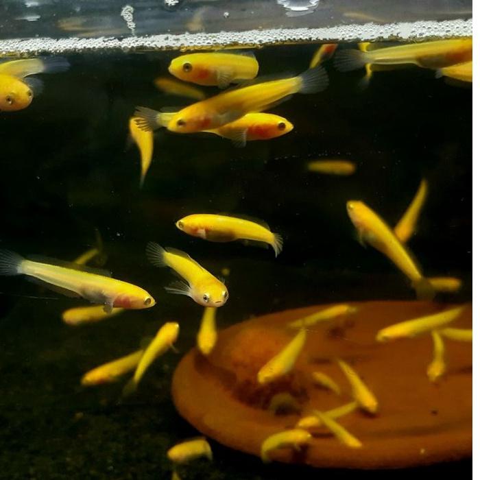 Baru Meriah Limbata Golden Xanthic *Premium*