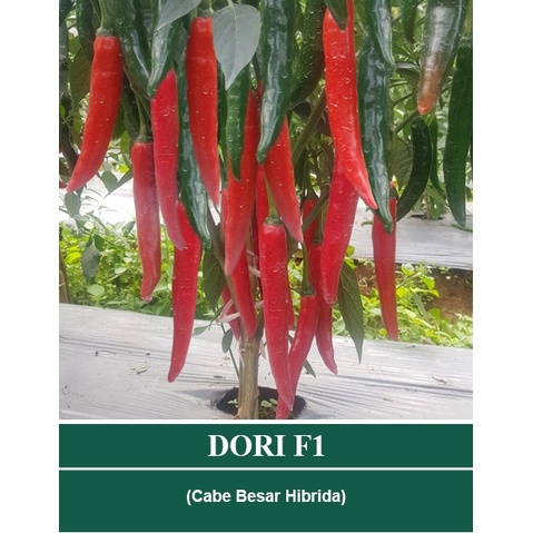 BENIH CABE BESAR DORI F1 SMALL POUCH ISI 80-100 BIJI ORIGINAL CAP MUTIARA BUMI