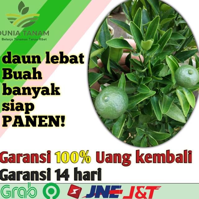 Bibit Tanaman Jeruk Lemon Manis Nagami Limau Santang