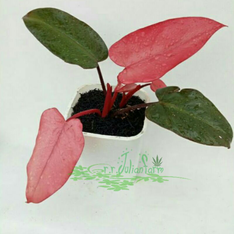 tanaman hias philodendron dark lord pink