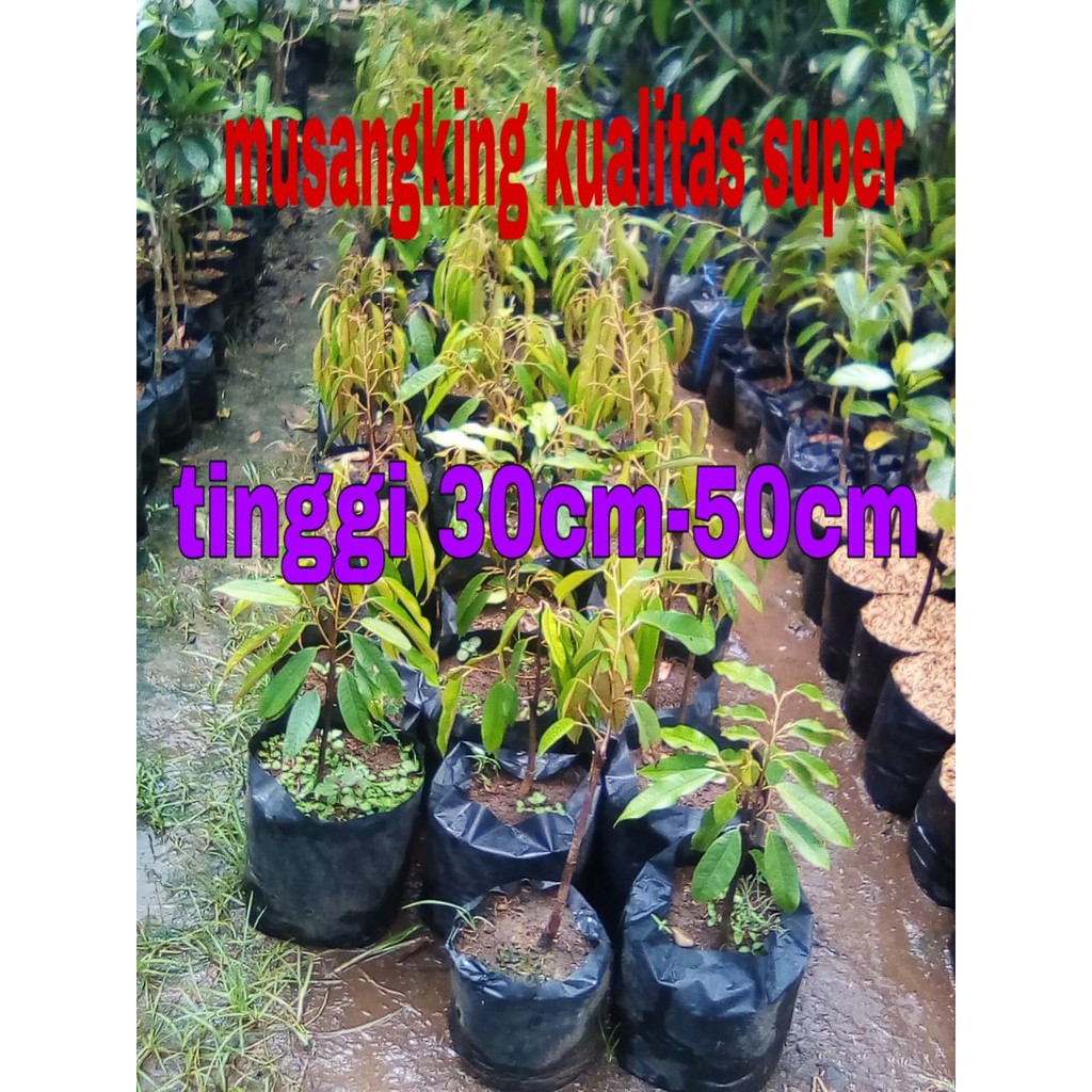 bibit durian musangking unggul 30cm - bibit durian - durian musangking // musang king