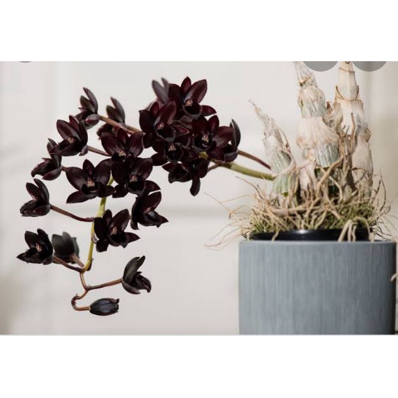 catasefum after dark 'SVO black pearl'