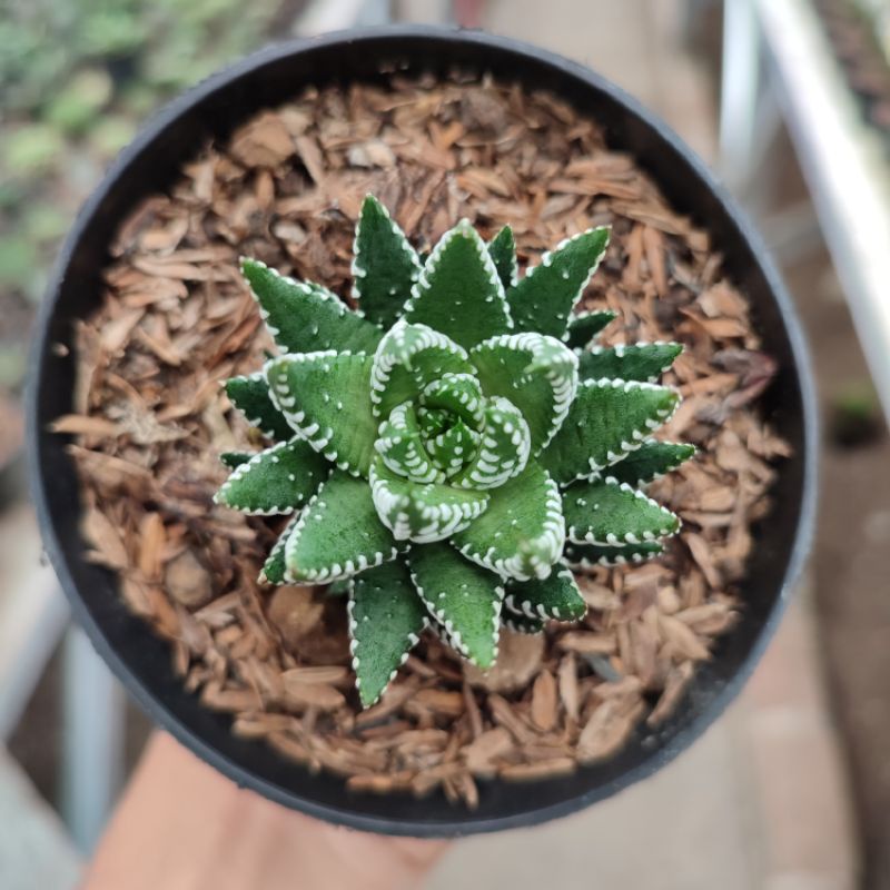 Haworthia Reinwardti | DP 10cm