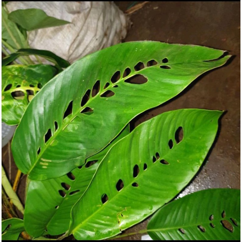 tanaman duda bolong tanaman hias unik