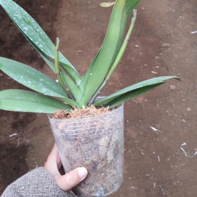 ✲ Spagnum Mos Putih media tanam anggrek Original Siap pakai ۩