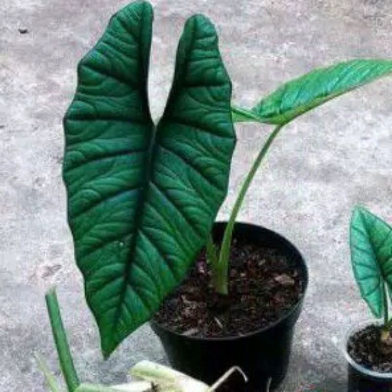 PROMO tanaman hias alocasia bisma  -alocasia tengkorak polos-tengkorak polos murah