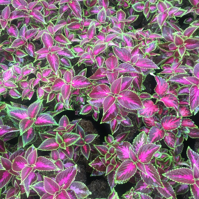 bibit miana iler coleus bent