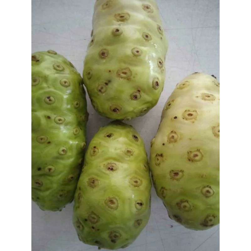 

MENGKUDU/ BUAH PACE SEGAR 1 KG