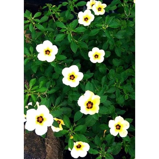 Tanaman Hias Turnera