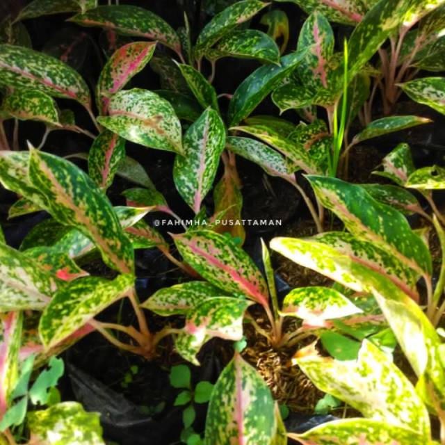  Aglaonema  Butterfly  Aglonema  Butterfly  Tanaman Pot 